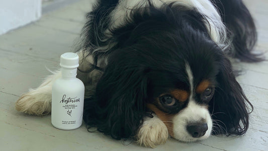 Is Olive Oil Good For My Dog?